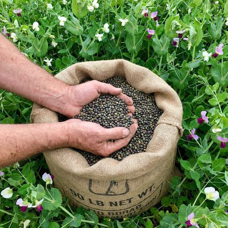 Packer Forage Pea, Legumes - 25 Pounds image number null